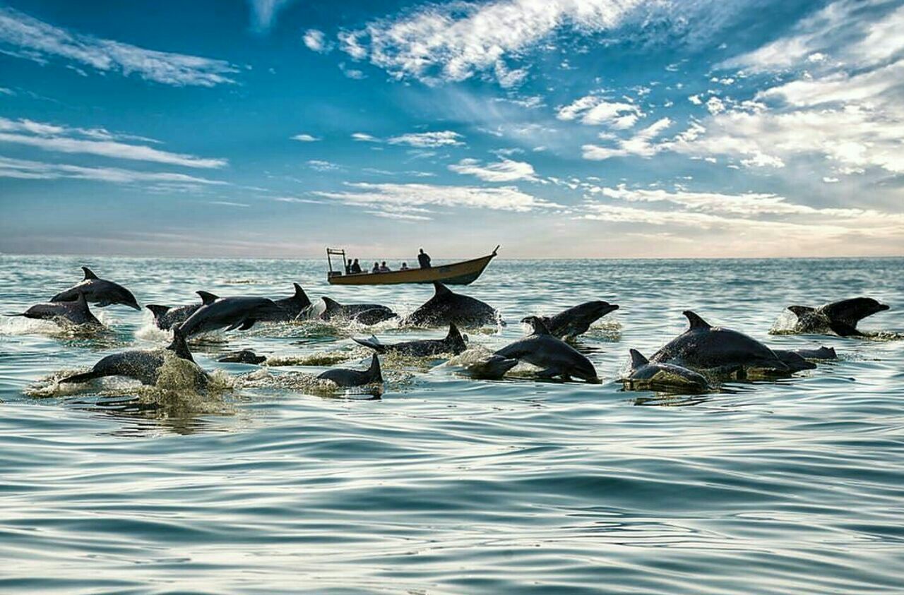 گردشگری- دلفین