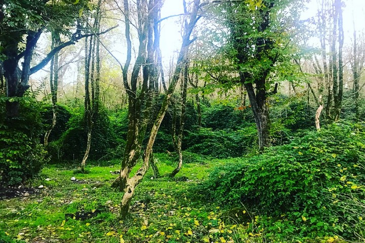 جنگل سی سنگان