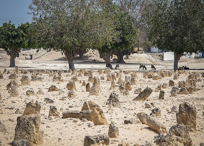 قبرستان پرتغالی ها-جزیره هندورابی