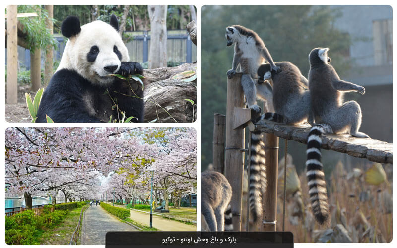 پارک و باغ وحش اوئنو (Ueno Park and Zoo)