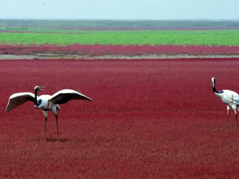 تنوع زیستگاه ساحل قرمز پانجین
