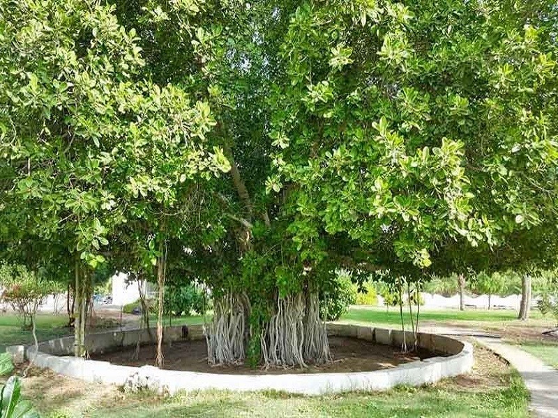 Uma velha árvore verde de Kish