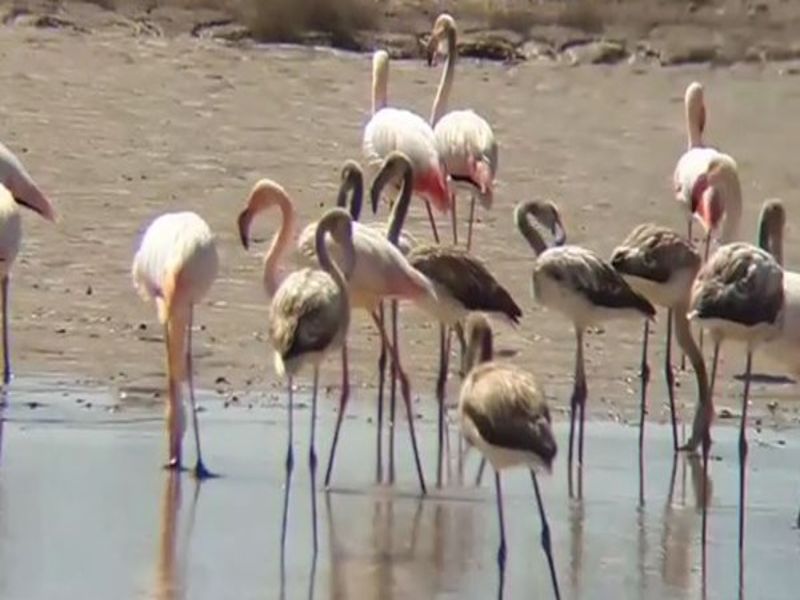 پرندگان در پارک ملی ساریگل اسفراین