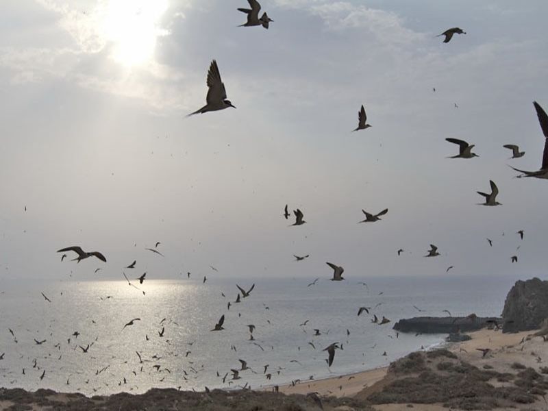 منطقه حفاظت شده فارور در جزیره ابوموسی