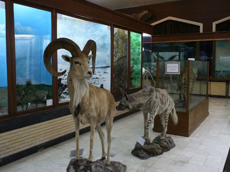 موزه حیات وحش گناباد