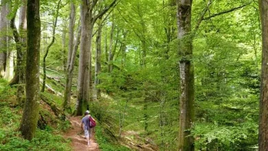 جنگل راش، منحصر به فردترین جنگل شمال