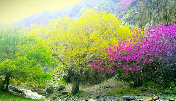 زیبایی‌های طبیعی چشمگیر دره چریک درگز