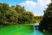 جنگل های حرا قشم