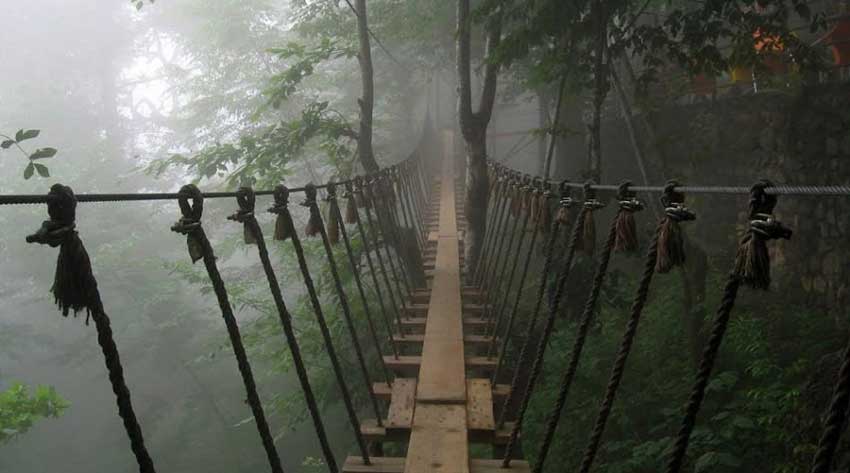 جنگل دالخانی؛ بهشت سبز رامسر